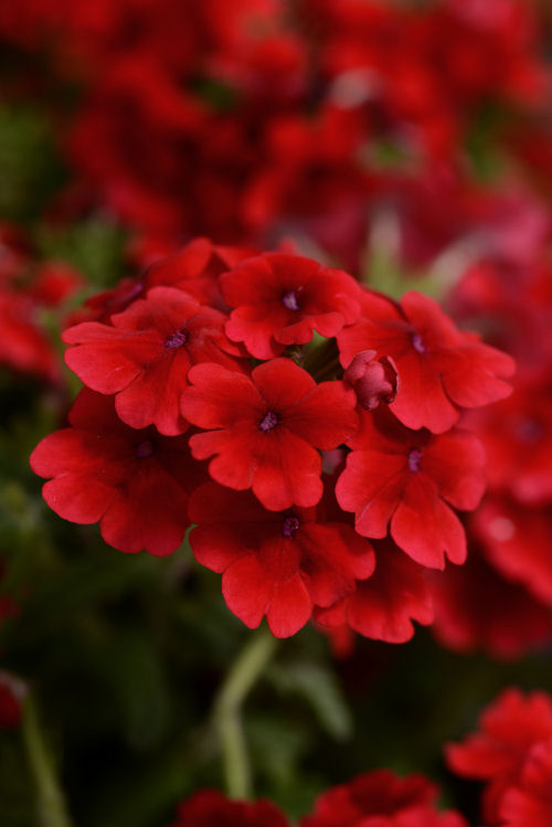 Verbena hybrida Quartz XP Series Scarlet 1000 semien