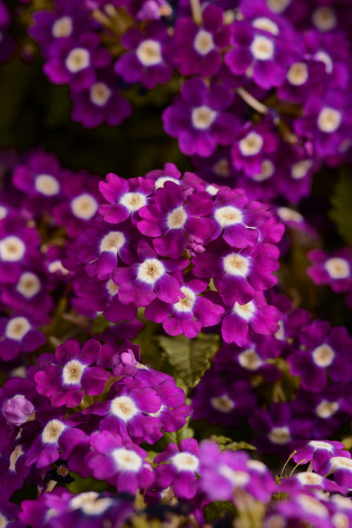 Verbena hybrida Quartz XP Series Violet With Eye 1000 semien