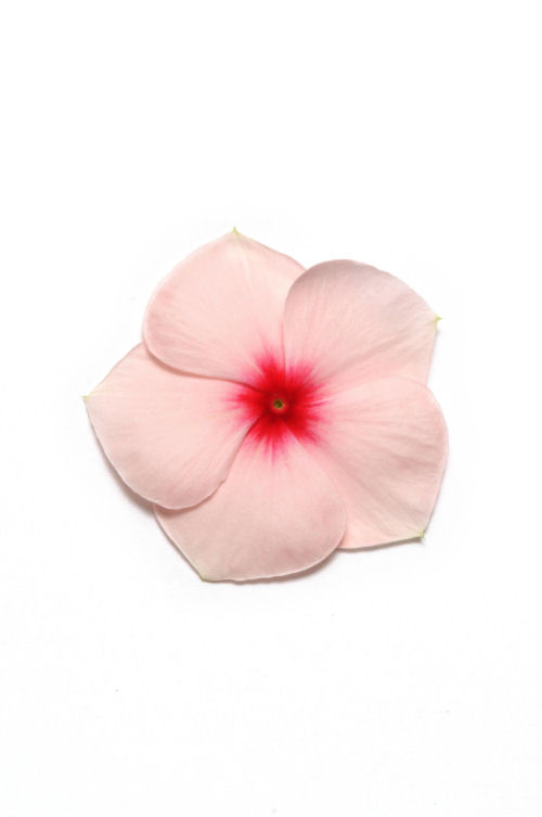 Vinca Catharanthus roseum vzpriamená vinca Pacifica XP Series F1 Apricot 20 semien