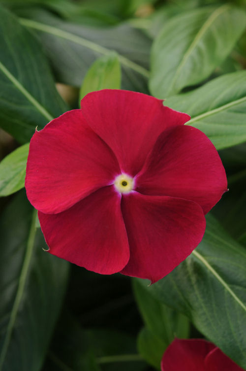 Vinca Catharanthus roseum vzpriamená vinca Pacifica XP Series F1 Cranberry 1000 semien