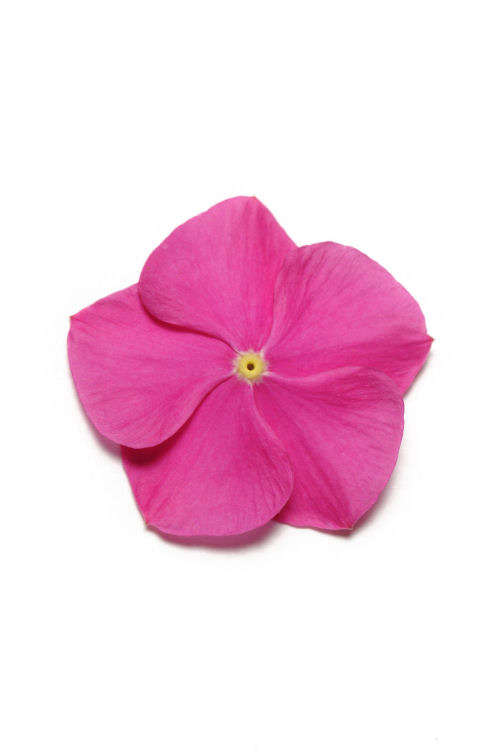 Vinca Catharanthus roseum vzpriamená vinca Pacifica XP Series F1 Deep Orchid 1000 semien