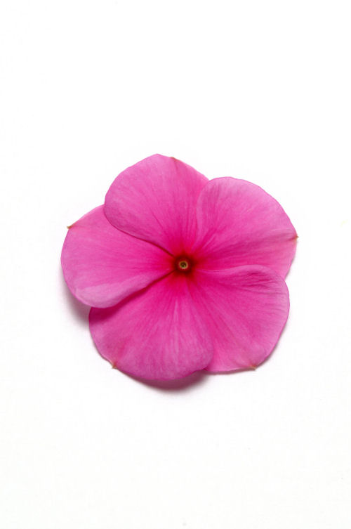 Vinca Catharanthus roseum vzpriamená vinca Pacifica XP Series F1 Lilac 1000 semien