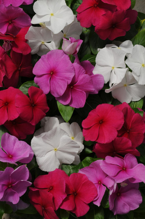 Vinca Catharanthus roseum vzpriamená vinca Pacifica XP Series F1 Mix Mystic 1000 semien