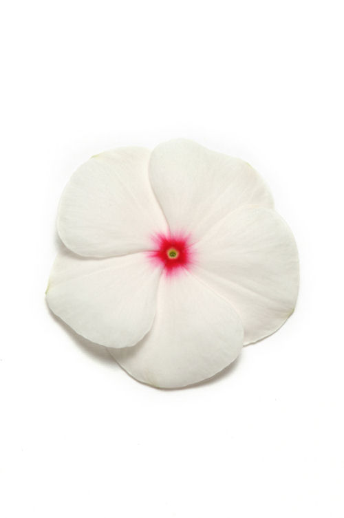 Vinca Catharanthus roseum vzpriamená vinca Pacifica XP Series F1 Polka Dot 1000 semien