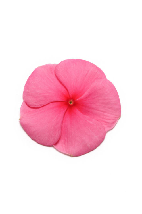 Vinca Catharanthus roseum vzpriamená vinca Pacifica XP Series F1 Punch 1000 semien