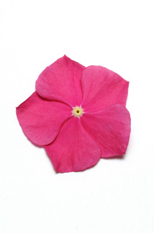 Vinca Catharanthus roseum vzpriamená vinca Pacifica XP Series F1 Raspberry 1000 semien