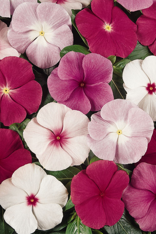 Vinca Catharanthus roseum vzpriamená vinca Titan Series F1 Mix 1000 semien