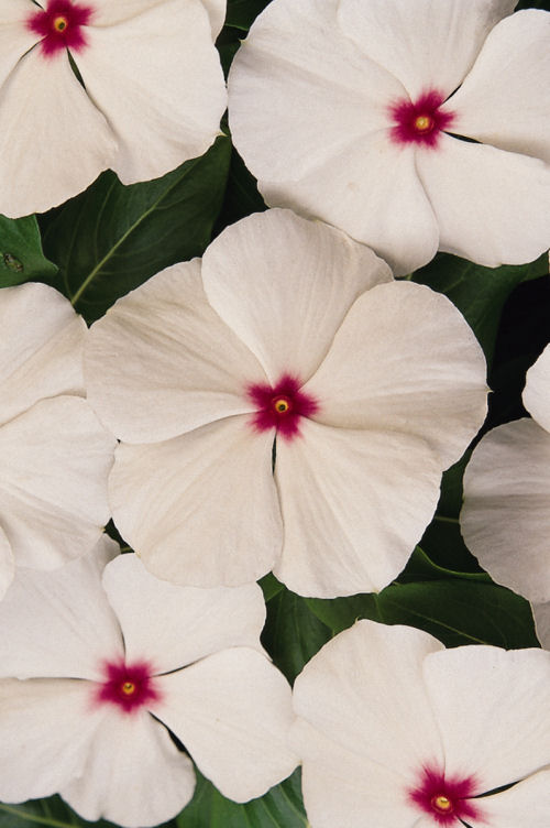 Vinca Catharanthus roseum vzpriamená vinca Titan Series F1 Polka Dot 1000 semien