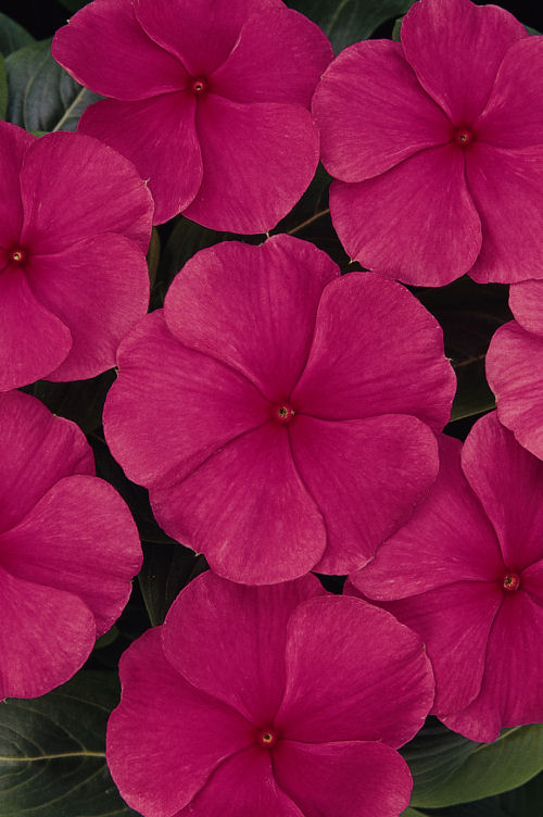 Vinca Catharanthus roseum vzpriamená vinca Titan Series F1 Punch 1000 semien
