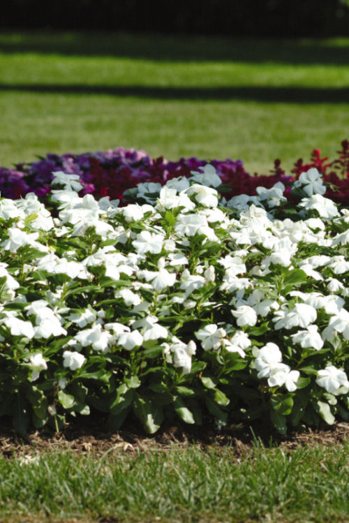 Vinca Catharanthus roseum vzpriamená vinca Titan Series F1 Pure White 1000 semien