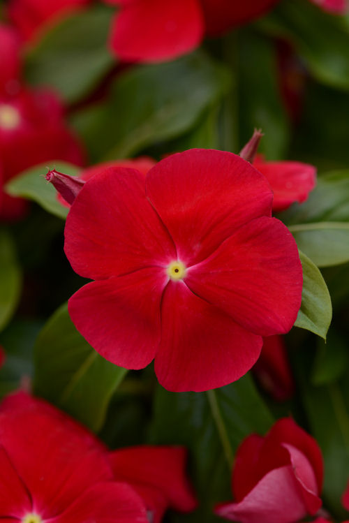 Vinca Catharanthus roseum vzpriamená vinca Titan Series F1 Really Red 1000 semien