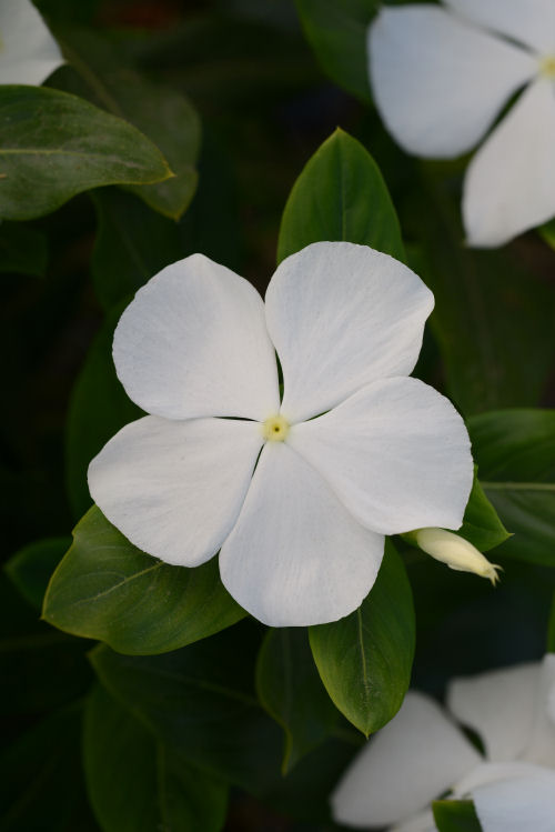  Vinca Catharanthus roseum s rezistenciou voči fytoftóre Valiant Series F1 Pure White 1000 semien