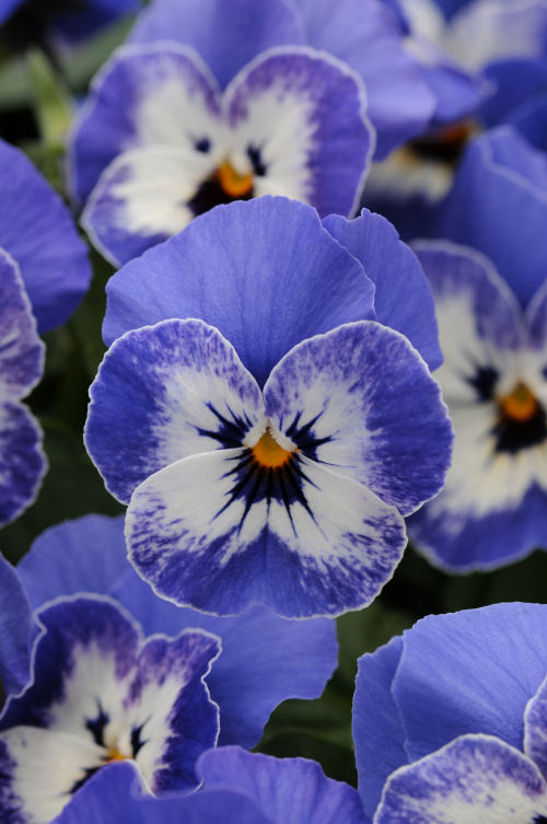  Viola cornuta Sorbet XP Series F1 Delft Blue 1000 semien