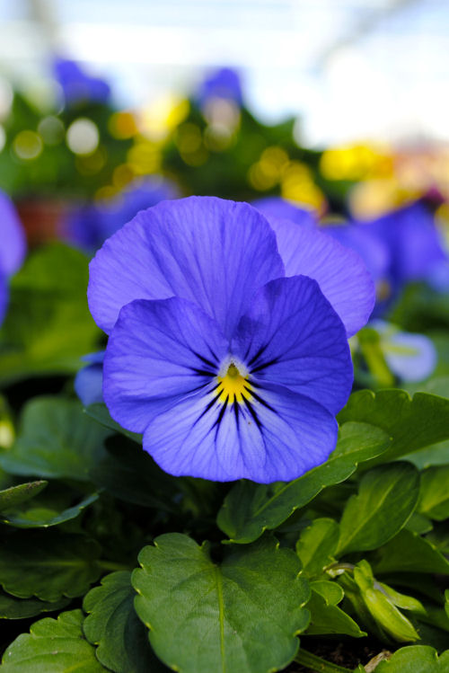  Viola cornuta Sorbet XP Series F1 True Blue 1000 semien