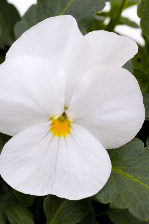  Viola cornuta Sorbet XP Series F1 White 1000 semien