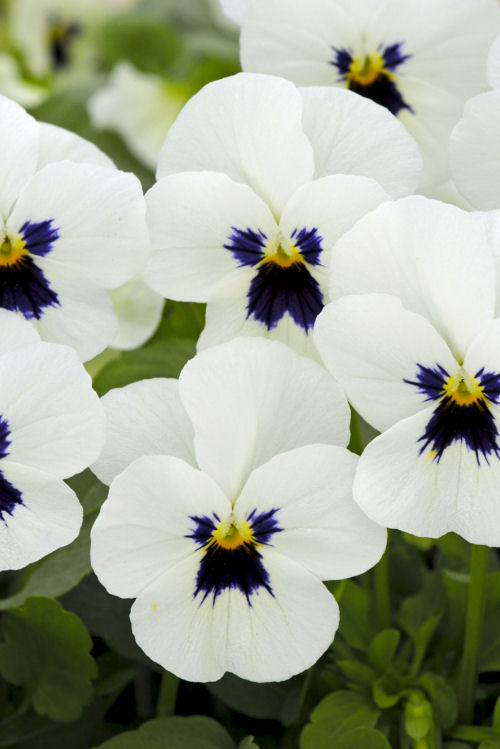 Viola cornuta Sorbet XP Series F1 White Blotch 1000 semien