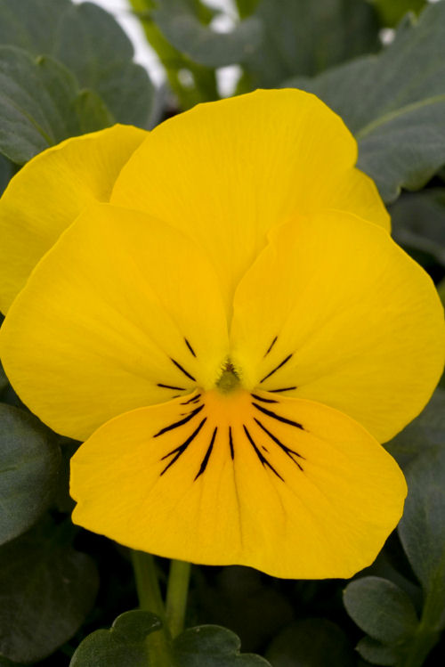  Viola cornuta Sorbet XP Series F1 Yellow 1000 semien
