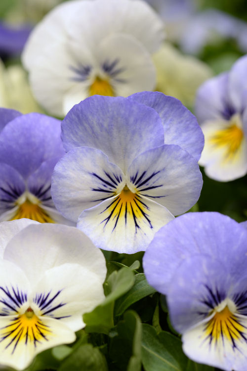  Viola cornuta Sorbet XP Series F1 YTT 1000 semien