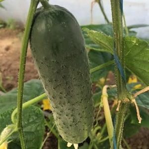 Uhorky nakladačky jemne bradavičnaté, partenokarpické Bruno F1 (WS 605 F1) 100 semien