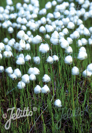 ERIOPHORUM vaginatum cca. 20 semien