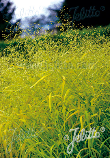 MILIUM effusum 'Aureum' cca 20 semien