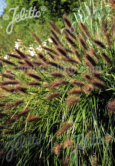 Perovec PENNISETUM alopecuroides var. Viridescens cca. 20 semien