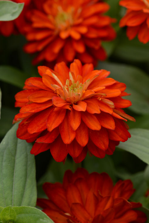  Zinnia marylandica Double Zahara Series Fire 1000 semien