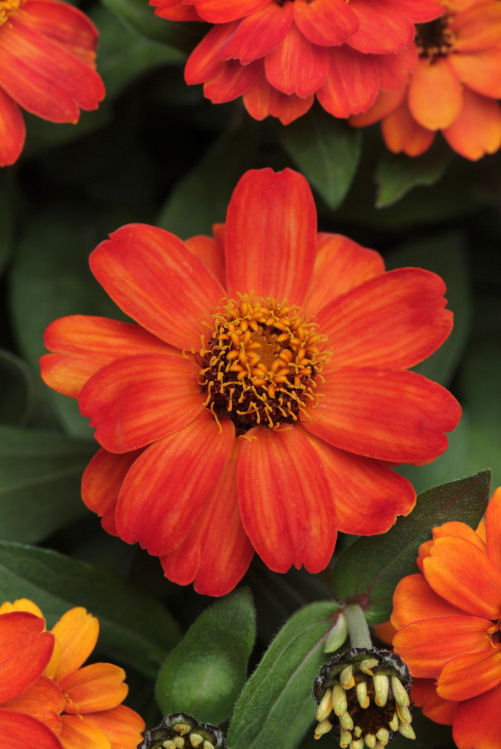  Zinnia marylandica Zahara Series Fire 1000 semien