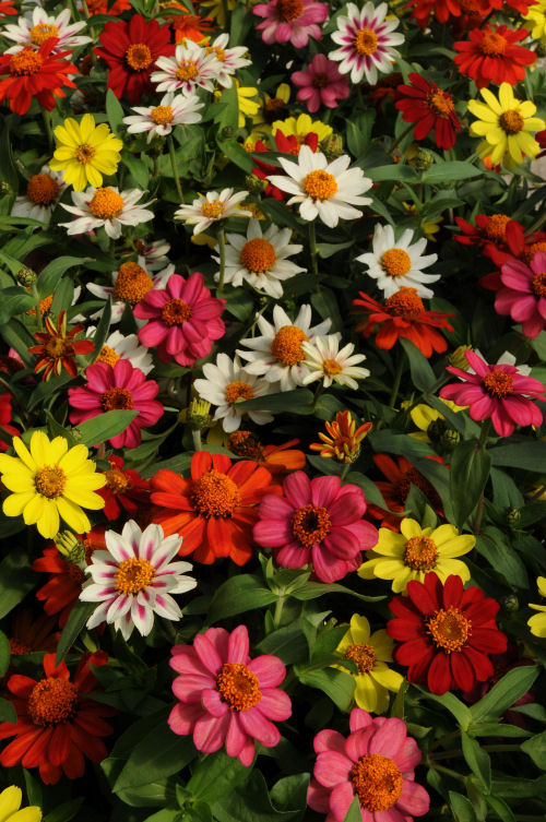  Zinnia marylandica Zahara Series Mix 1000 semien