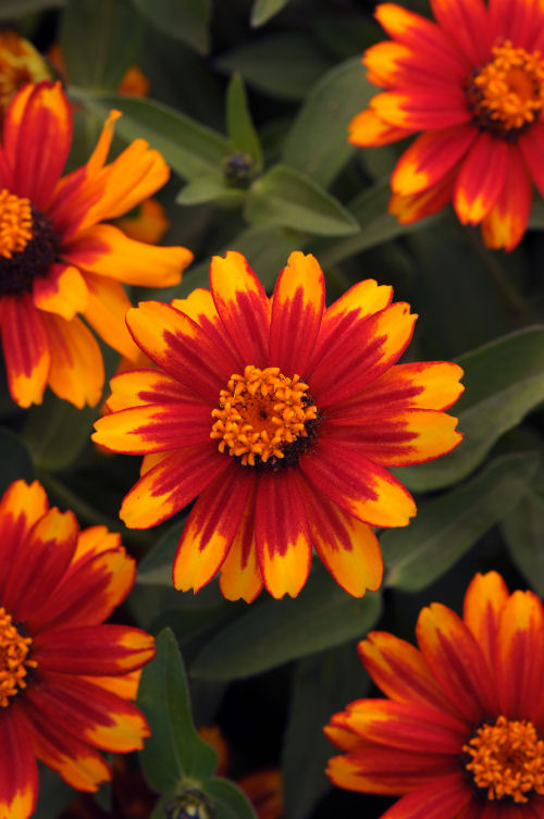 Zinnia marylandica Zahara Series Sunburst 20 semien