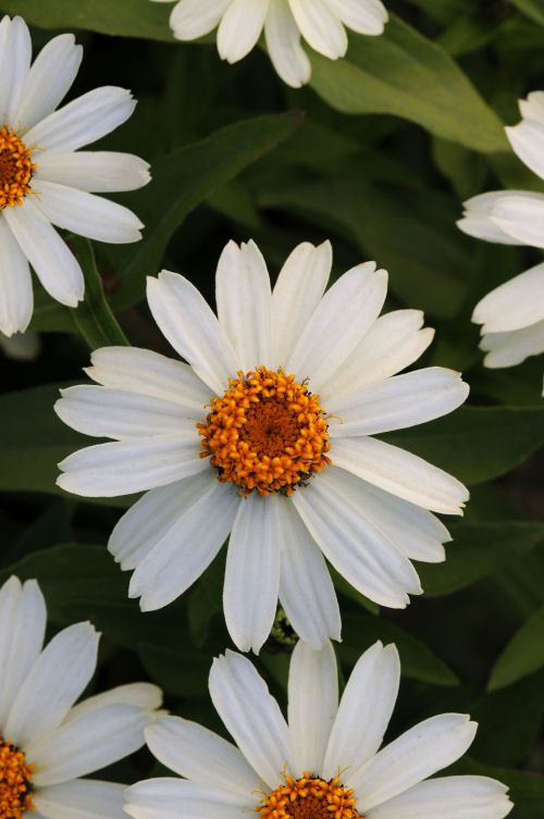  Zinnia marylandica Zahara Series White 1000 semien